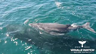 Whale Watch WA amp Dolphins defend Humpback Mother amp Calf [upl. by Snider933]