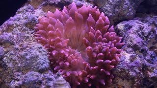 Red Sea Reefer pt16 Adding Anemone [upl. by Noni]