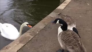 Geese and swans exchange harsh words [upl. by Eisak181]