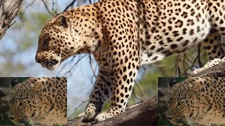 Arabian Leopard 101  Speed  Health  Facts  Personality viralvideo cuteanimals [upl. by Birdella447]