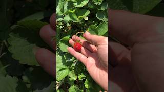 Dâu tây quotkhông hoàn hảoquot Vẫn ngon ngọt và đáng yêu dautay strawberry plants garden shorts [upl. by Ahtibat]