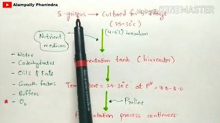 Production of streptomycin by fermentation  Procedure involved  Bio science [upl. by Berlauda133]