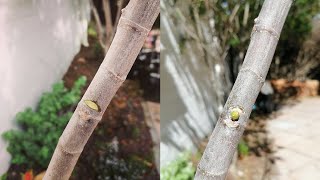 How to notch a fig tree  Pruning technique to stimulate branch growth [upl. by Derte]