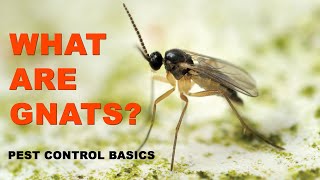 Pest Control Basics What Are Gnats [upl. by Burgwell936]