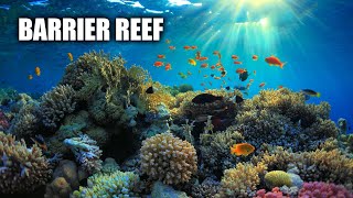 The Great Barrier Reef [upl. by Dorcea]