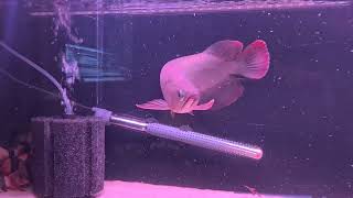 My red atabapo pike cichlids Datnoid my first Asian Arowana and more [upl. by Oskar]