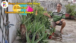 Bunga Lidah Buaya  8 Manfaat Tanaman Lidah Buaya [upl. by Nellda]