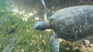 Galapagos Underwater [upl. by Bentley]