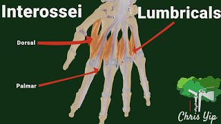 Muscles of the Hand  Anatomy Tutorial [upl. by Sexton]