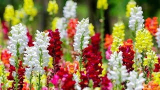 Львиный зев антирринум Antirrhinum для начинающих цветоводов [upl. by Bil]