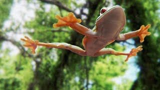 Tree Frog Effortlessly Skydives Away from Hungry Snake [upl. by Sada669]