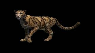 Clouded Leopard Far Cry 4 Sounds [upl. by Nealon451]