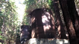 Easy hike in Limekiln State Park Big Sur California [upl. by Dwinnell]