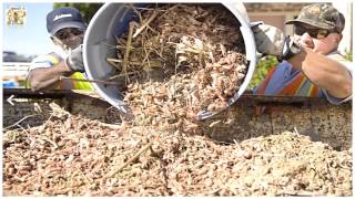 OMG Thousands Of Tiny Red Crabs Wash Ashore Beach In California [upl. by Yarrum]