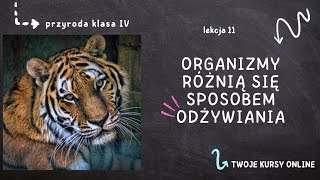 Przyroda klasa 4 Lekcja 11  Organizmy różnią się sposobem odżywiania [upl. by Airednaxela]