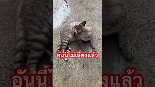 แมวสลิดแมวน่ารัก petology แมว ผ่อนคลาย shortvideo แมวน่ารัก [upl. by Nnaeiluj164]