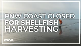 Shellfish harvesting shut down along Washington coast [upl. by Amairam]