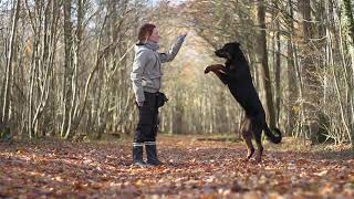 Orion Beauceron Tricks 15 years [upl. by Ilrebmik582]