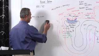 Renal System GFR Glomerular Filtration Rate 614 [upl. by Esinyl]