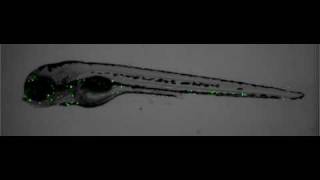 GFP neutrophils in a zebrafish embryo [upl. by Nalahs]