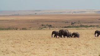 Kenyas Maasai Mara nature reserve Where an environmental disaster is in the making [upl. by Aserret852]