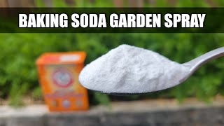 Baking Soda Pesticide and Fungicide Spray [upl. by Nylirehc]