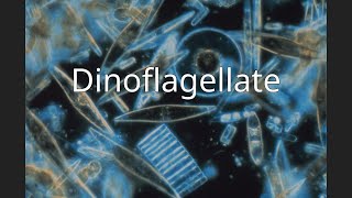 Dinoflagellate [upl. by Carmelina790]