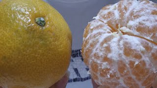 ASMR 귤🍊이팅사운드 [upl. by Giardap32]