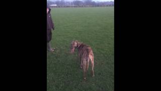 deerhound x pup retrieving [upl. by Madlin]