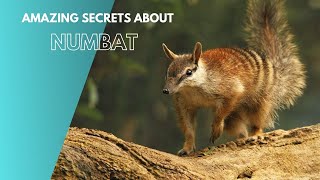 Amazing Secrets About Numbat [upl. by Aneeram]