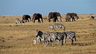 Masai Mara  safari adventure in a wildlife paradise  Predators big herds and wildebeest migration [upl. by Tonye]