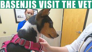 Basenjis Visit The Vet [upl. by Jelks]