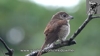 Migratory TIGER SHRIKE sitting out a drizzle Singapore [upl. by Dnomyad953]