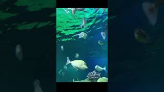 Mesmerizing Swimming Fish A Relaxing Underwater Experience [upl. by Neltiac]