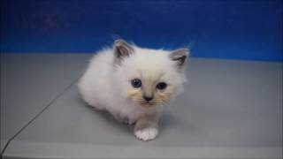 Nancy  Blue Mitted Female Ragamuffin Kitten from wwwRagdollKittensnet [upl. by Codding]