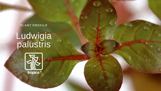 Ludwigia palustris [upl. by Aric]