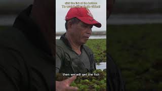 Traditional fishing wetlands fishing thailand culture traditional wetlands lifestyle travel [upl. by Tiat]