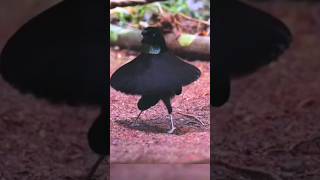 western parotia bird dance [upl. by Careaga]