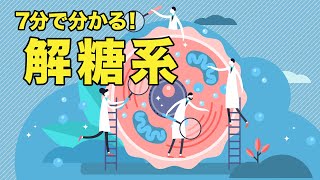 誰でも分かる 解糖系  管理栄養士が解説【ビーレジェンド プロテイン】 [upl. by Merceer]