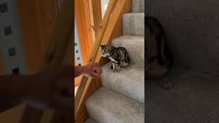 Kitten saying Wagawan viralvideo cat kittenslovers petskitten greetings friends 1 [upl. by Yenalem319]