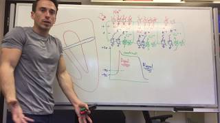 Heart Muscle myocardium Action Potential  Cardiology [upl. by Nnaarual]