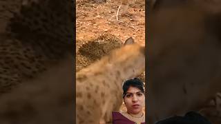 Fass gya tendua kse bachayega khud ko shortvideo leopard hyena [upl. by Marieann]