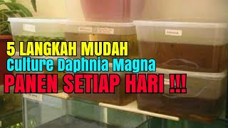 Tutorial Kultur Daphnia Magna DENGAN PELLET UDANG Tanpa Air Ijo HD [upl. by Ogir611]