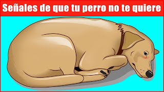 Señales de que tu perro no te quiere [upl. by Doralin]