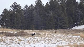 Wolves in Yellowstone [upl. by Leksehc780]