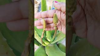 Blooming aloevera flowers aloevera aloeverafloweraloeveraplantflower terracegardningshorts [upl. by Baoj468]