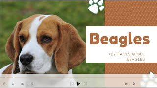 Beagles About Facts Info  Key Facts Size Coat Lifespan Role  dogtype dogspecies [upl. by Arised]