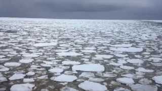 Glacial Melt Spurs Antarctic Phytoplankton Blooms [upl. by Sirahs656]