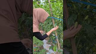 update serasi tavi ±84hst cabe petanicaberawit serasitavi caberawit [upl. by Ibib]