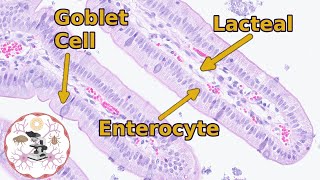 Small Intestine Histology  Easily Digestible [upl. by Eerok]